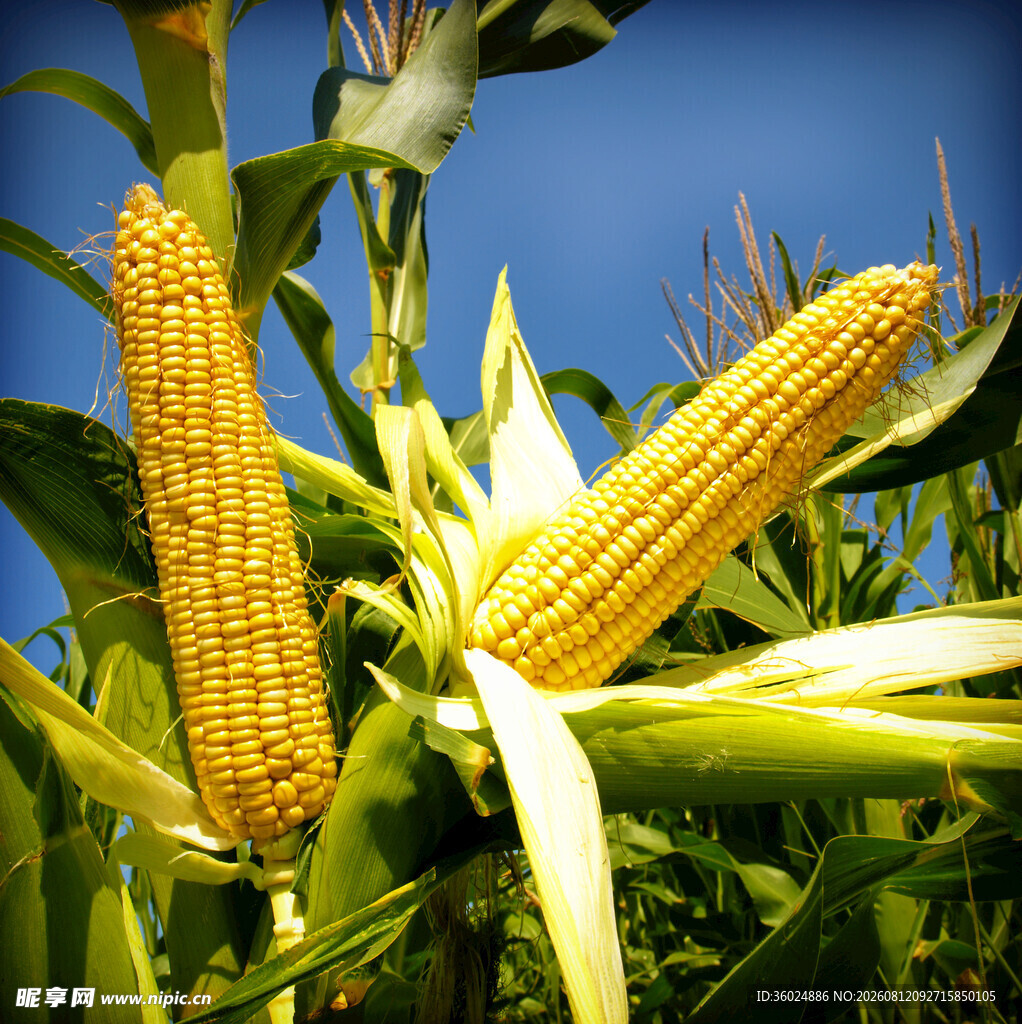 成熟玉米植株金黄玉米棒
