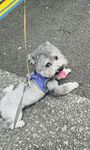 可爱的狗