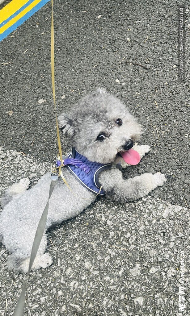 可爱的狗