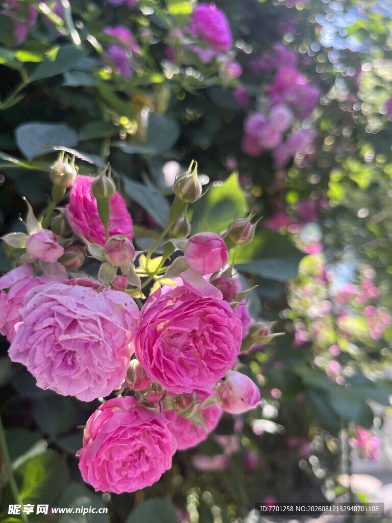 盛开的花朵
