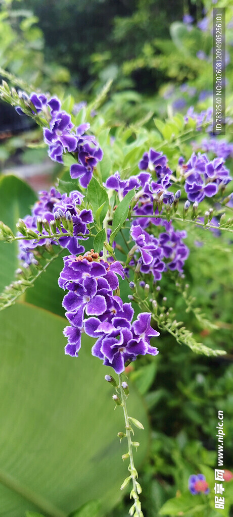 蕾丝金露花