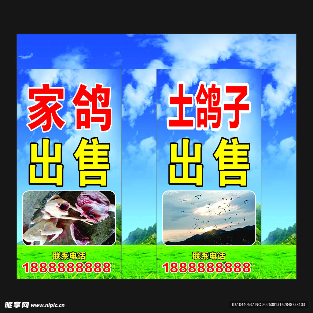 家鸽土鸽子出售广告