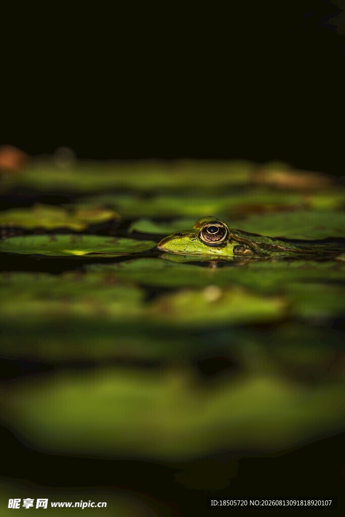 水面上的翠绿浮萍