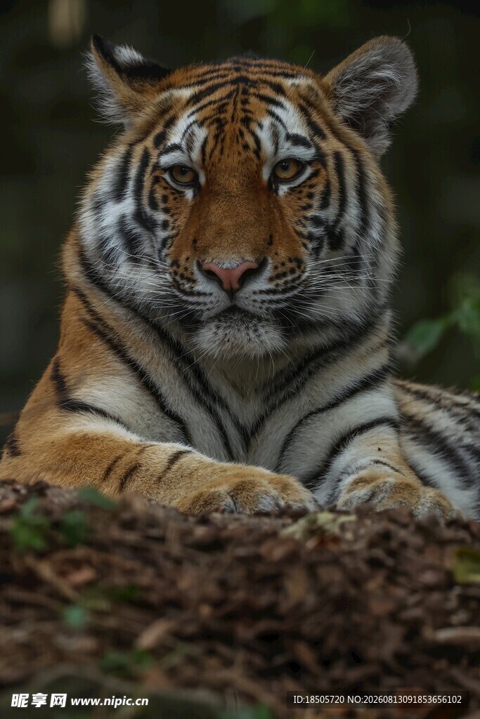 卧于林间的斑斓猛虎
