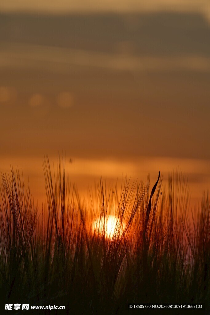 夕阳下的草地美景