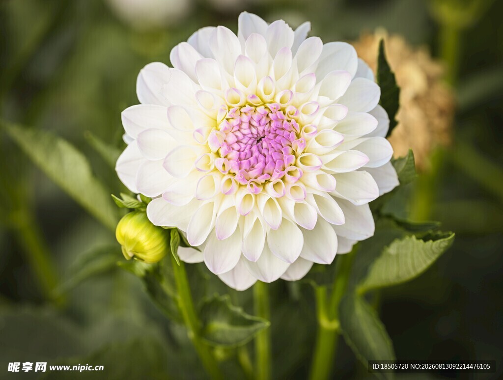 白色大丽花特写