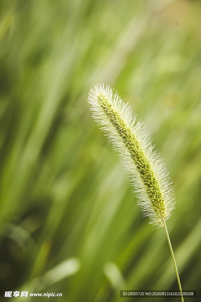 一株嫩绿的狗尾草