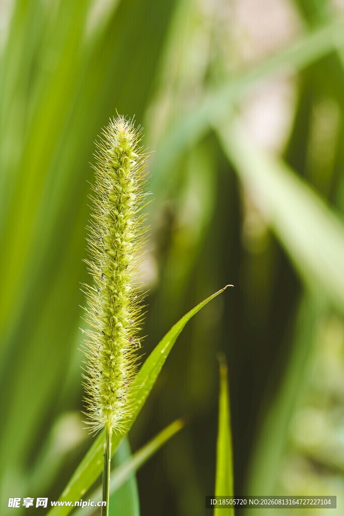 一株嫩绿的狗尾草