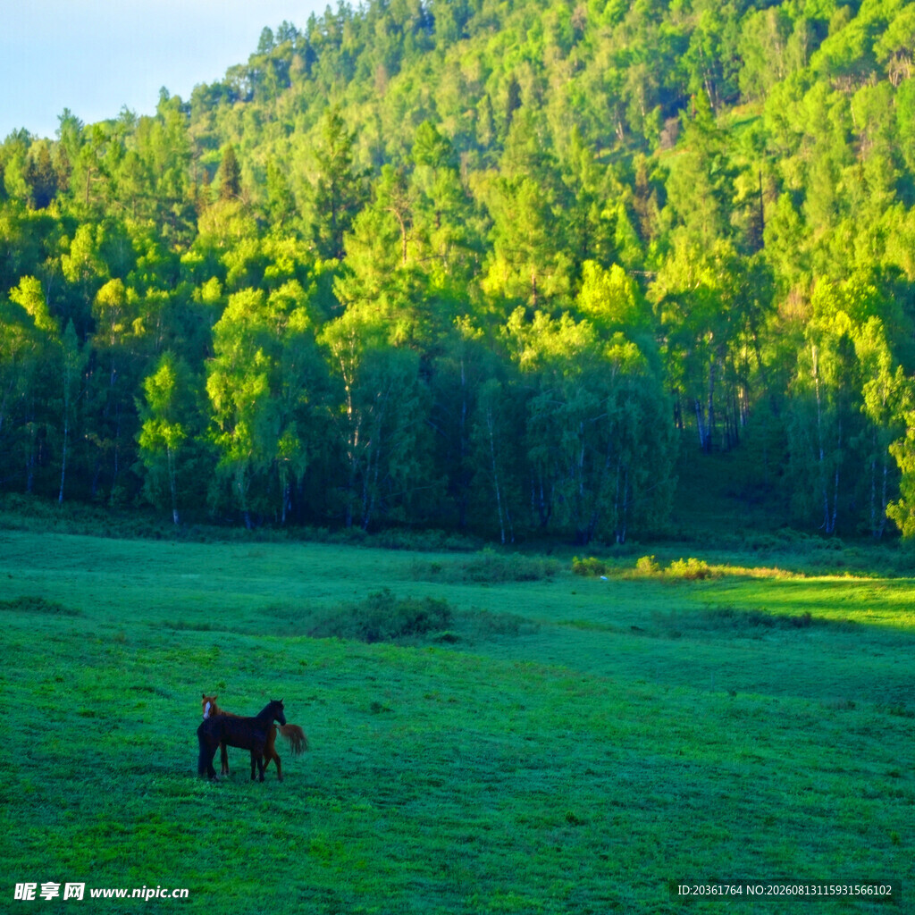 草原骏马与葱郁山林美景