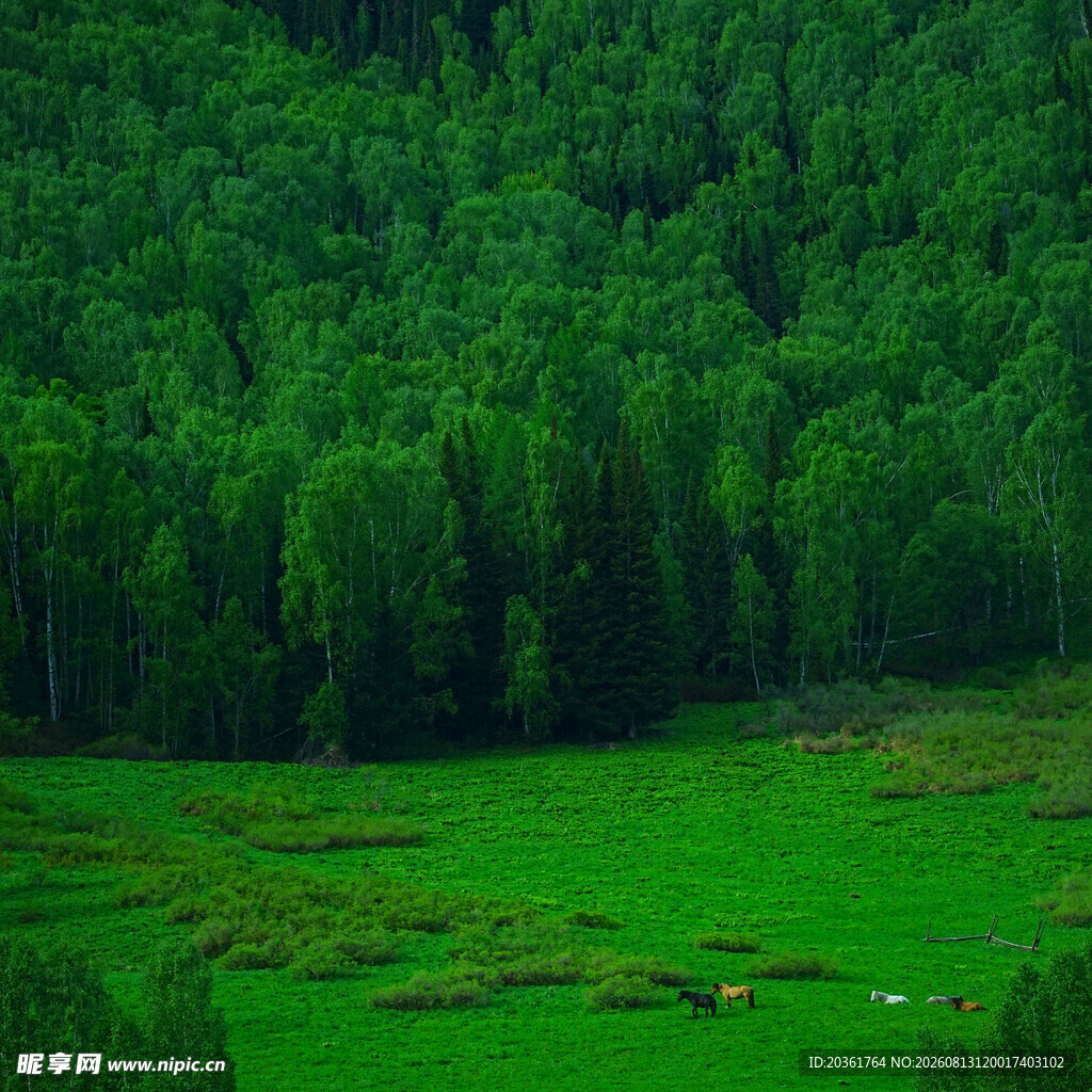 翠绿山林间的开阔绿地