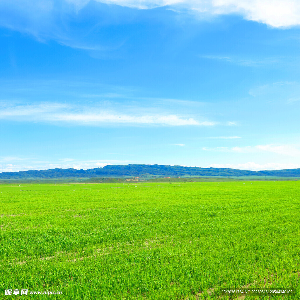 广袤绿野蓝天美景