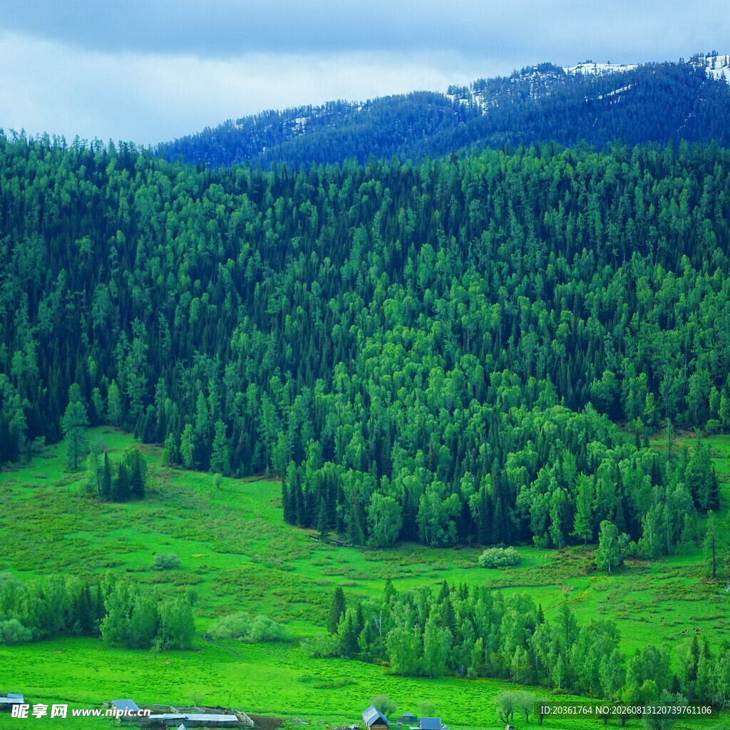 青山绿野间的森林美景