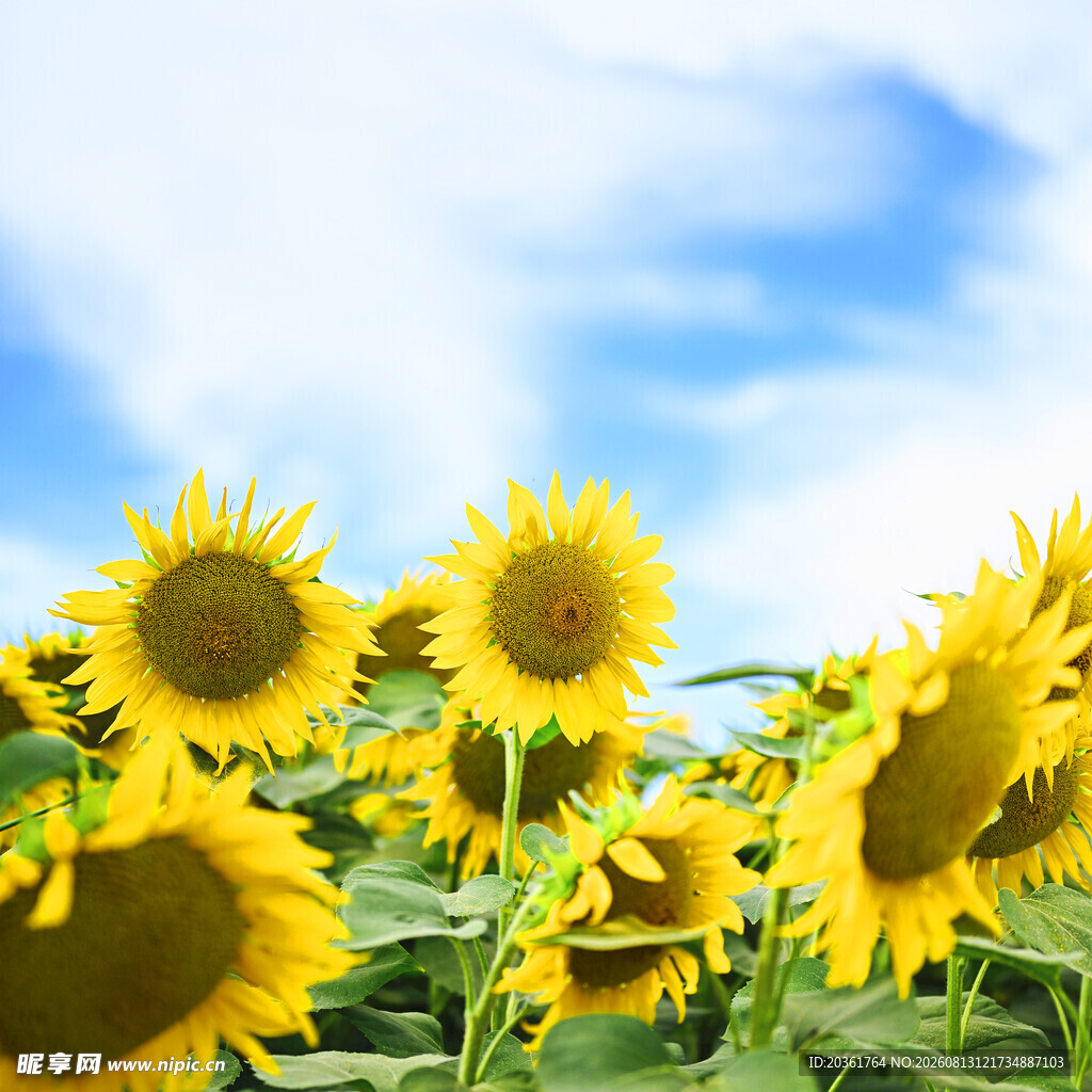 向日葵花海