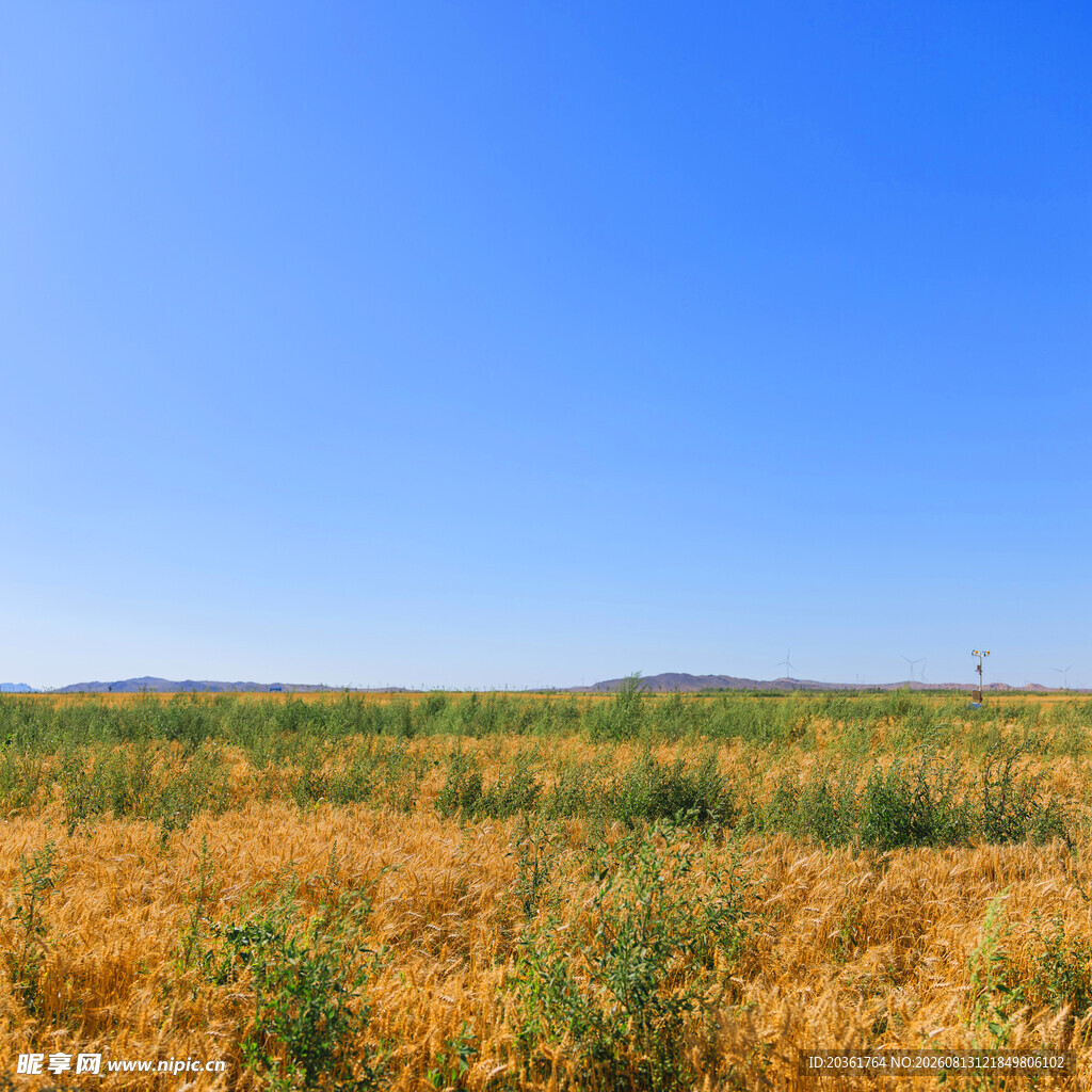 金黄田野与湛蓝天空美景