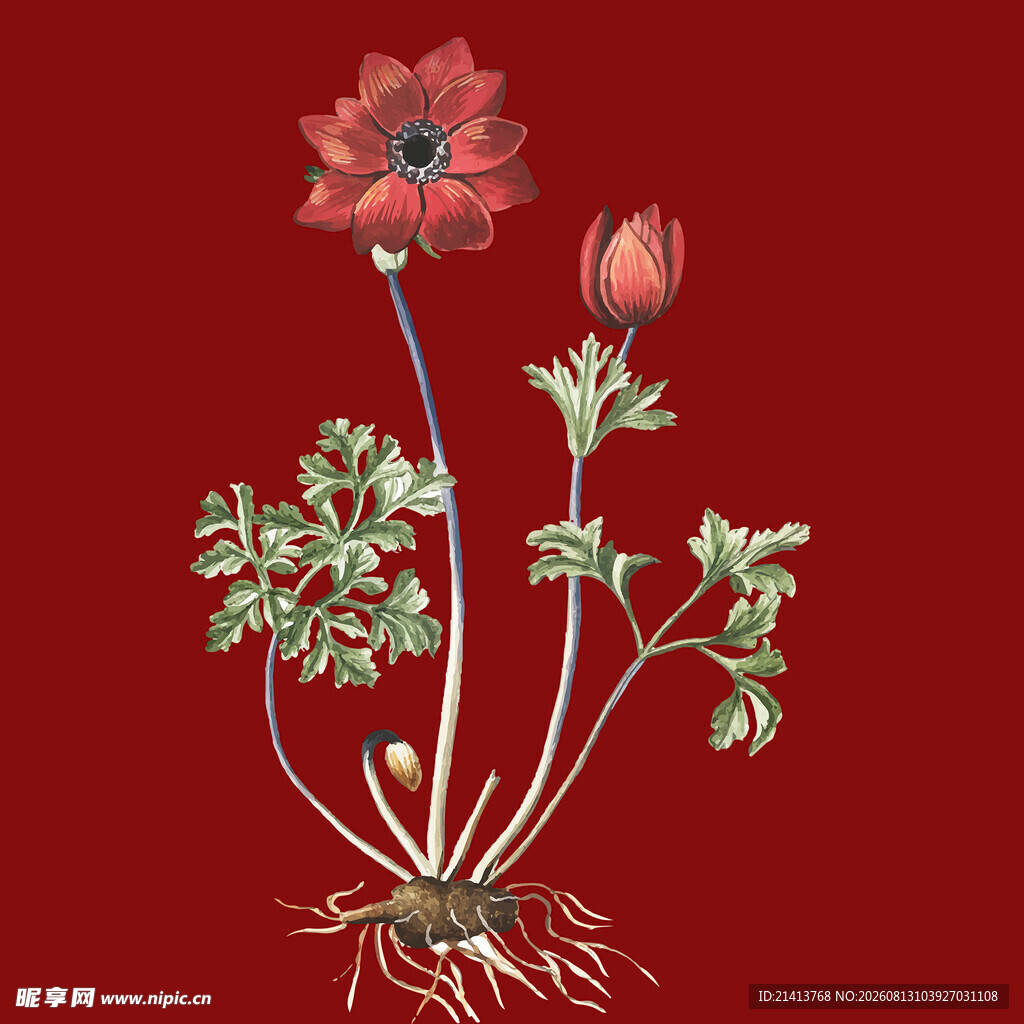 红色背景下的银莲花植株