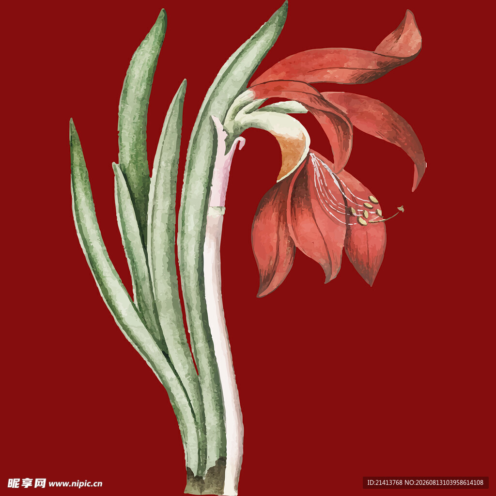 复古风红色花卉插画