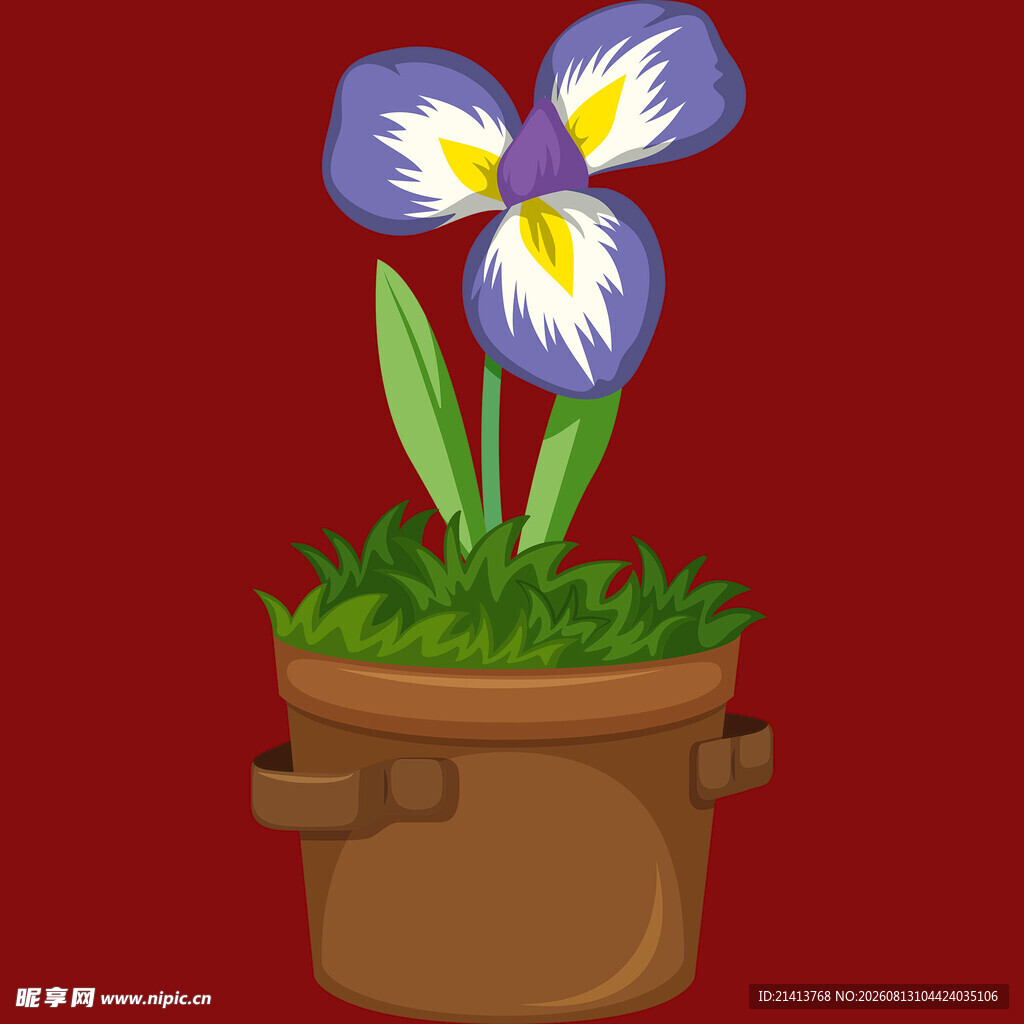 花盆中的紫色鸢尾花