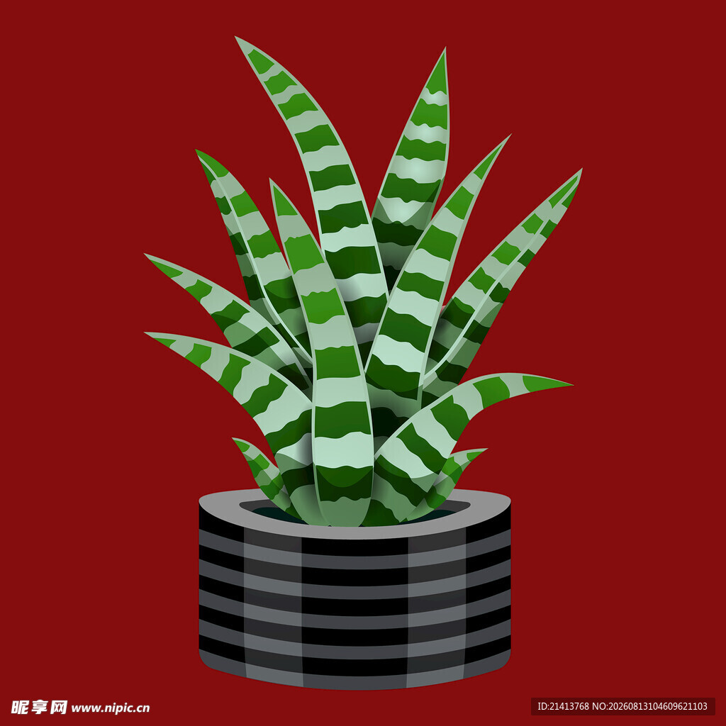 黑盆虎皮兰植物插画