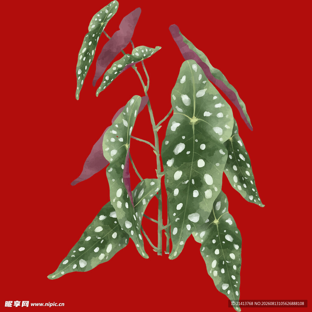 红色背景下的斑点绿叶植物
