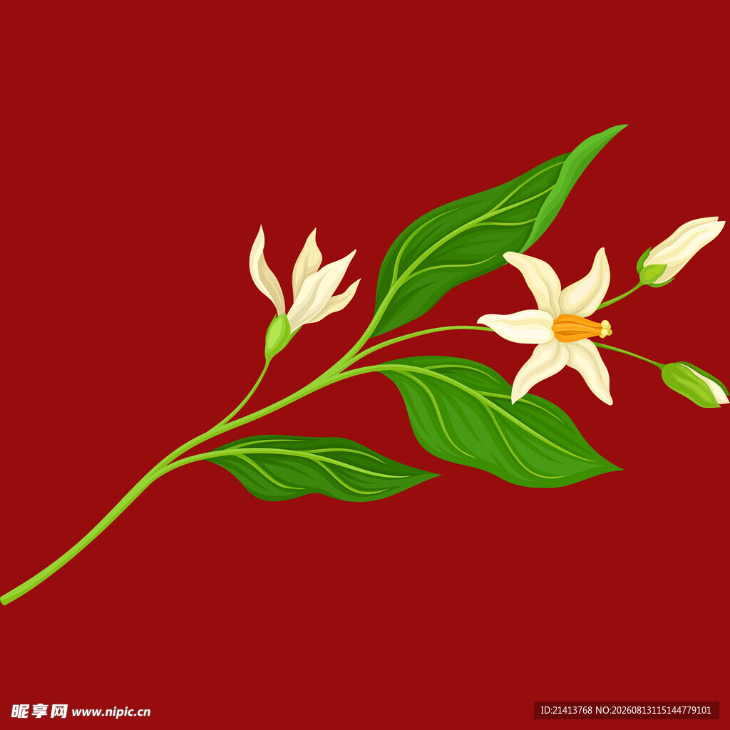 红色背景上的白色花卉