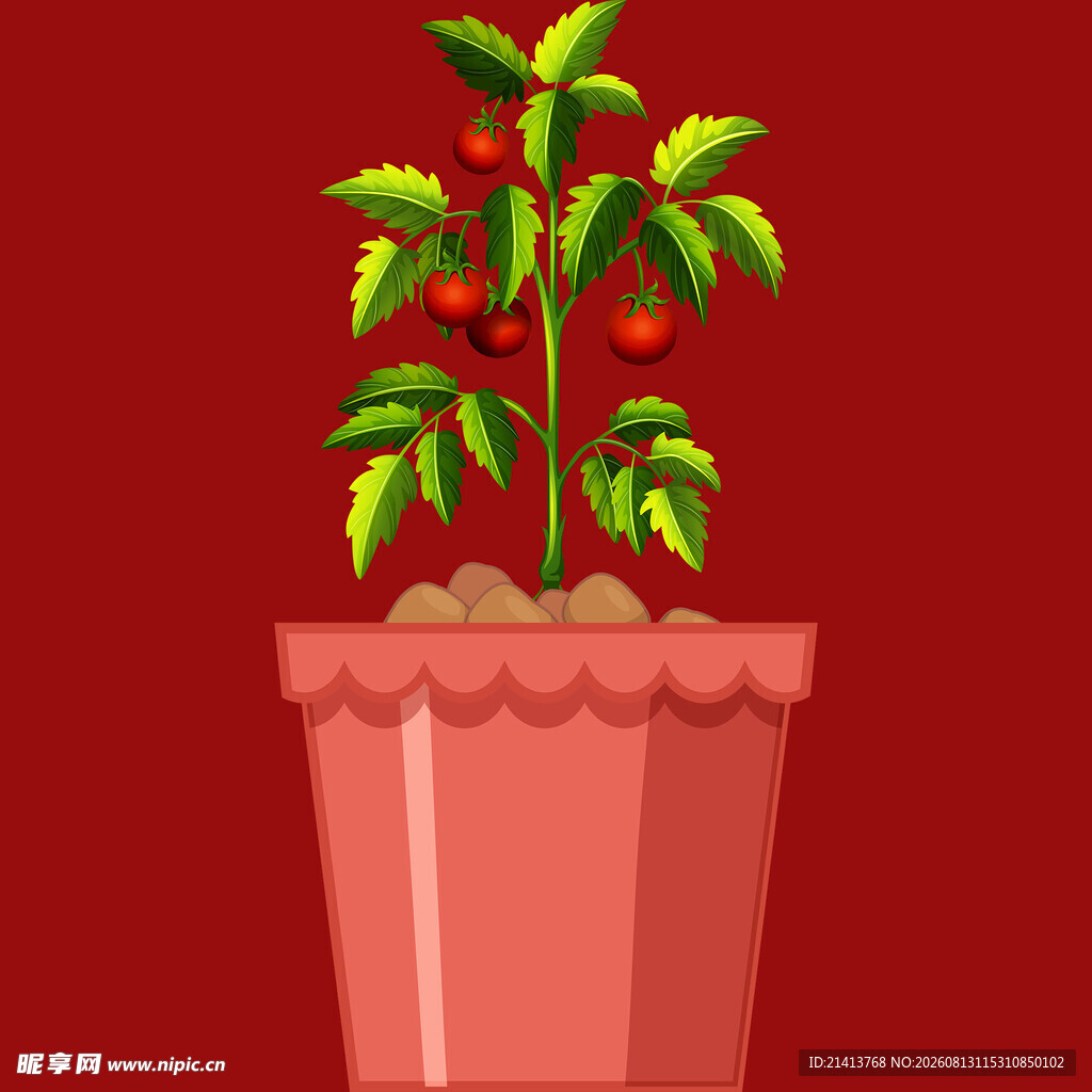 花盆中的绿植