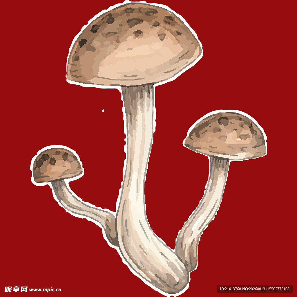 水彩绘三株蘑菇