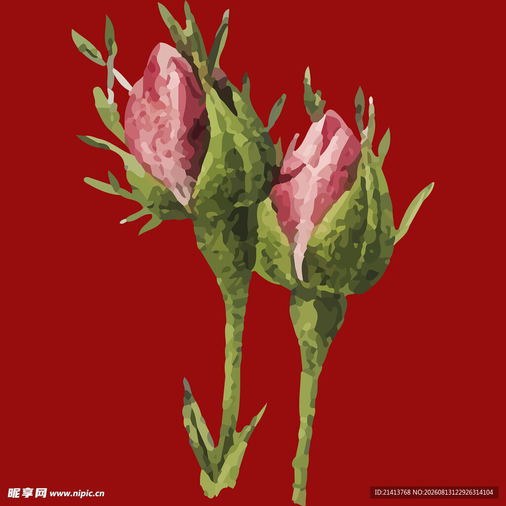 两朵粉色玫瑰花蕾