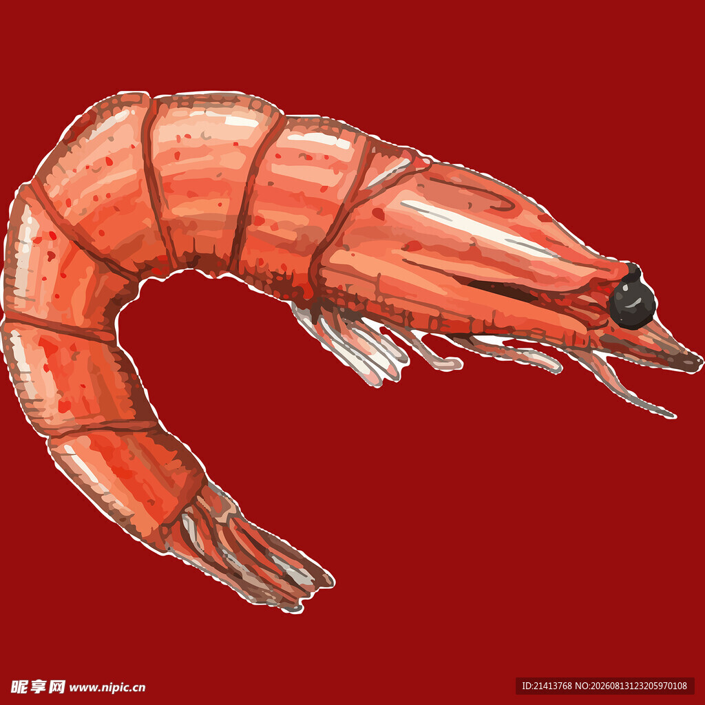 红色大虾插画