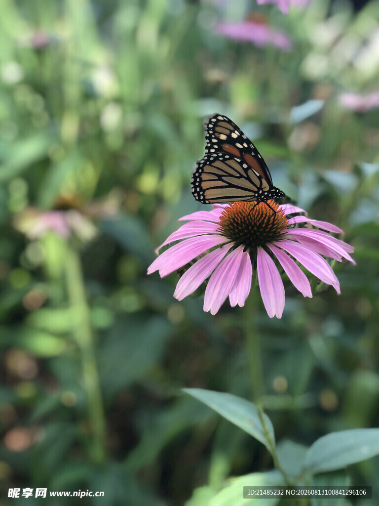 蝴蝶停留在紫锥花上