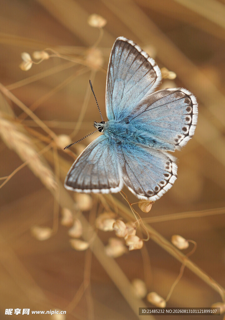  蝴蝶 
