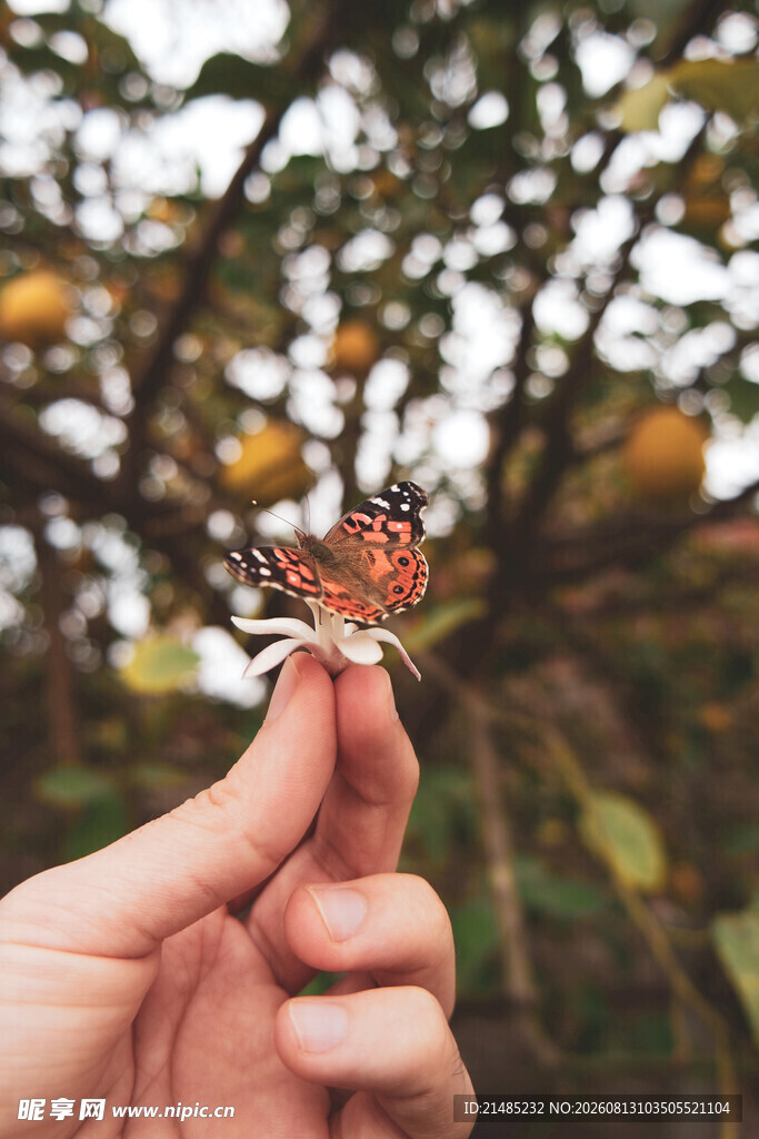 指尖上的美丽蝴蝶