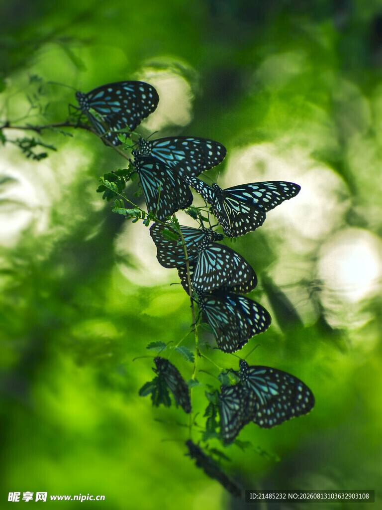 蝴蝶群