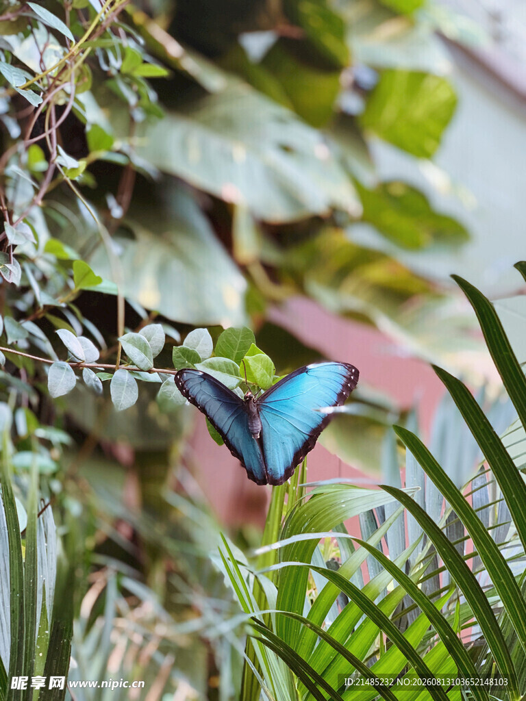 蝴蝶 