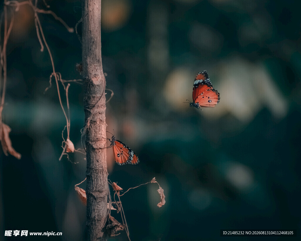 蝴蝶