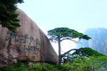 黄山奇峰松树景观