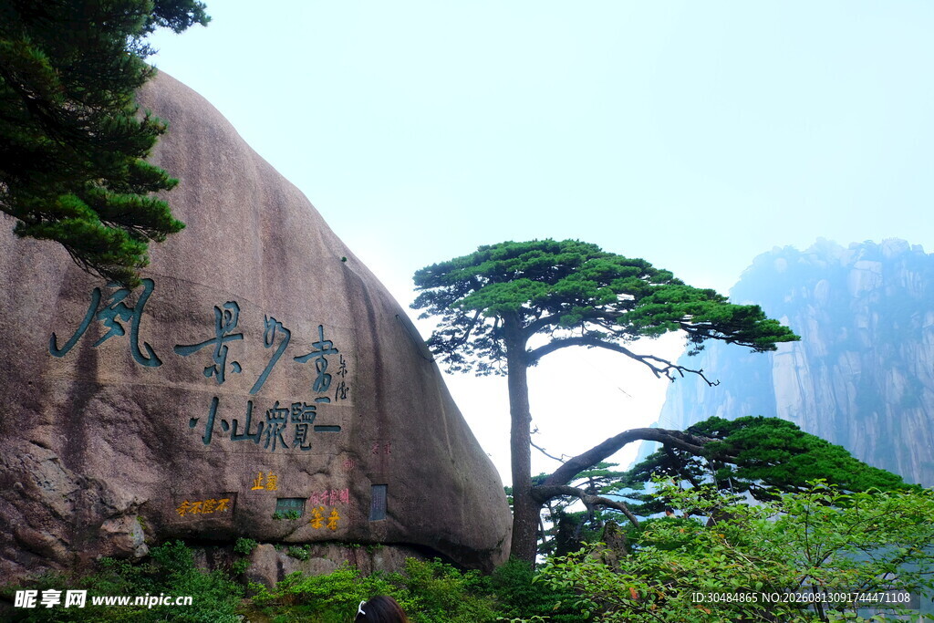 黄山奇峰松树景观