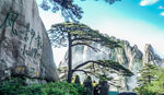 黄山迎客松景观
