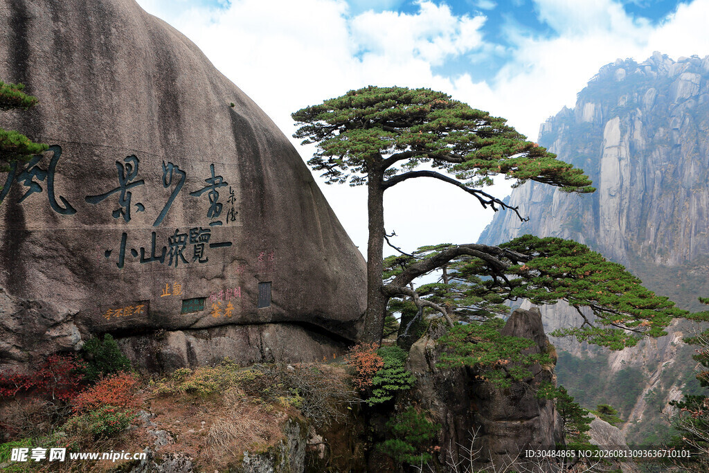 黄山奇峰上的苍劲松树