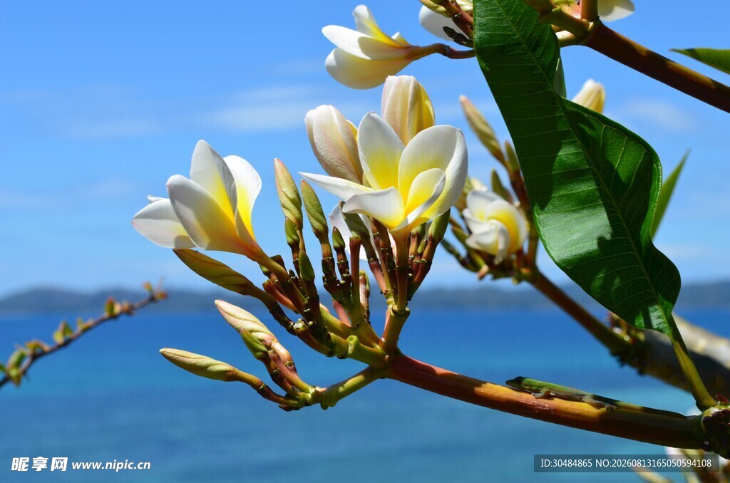海边绽放的鸡蛋花