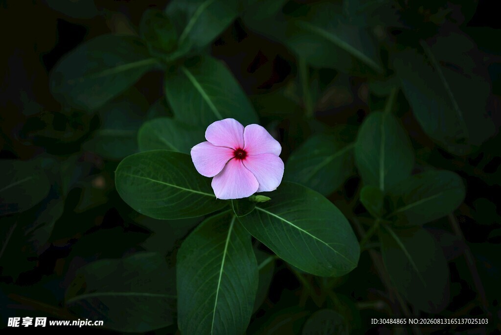 娇艳粉色长春花