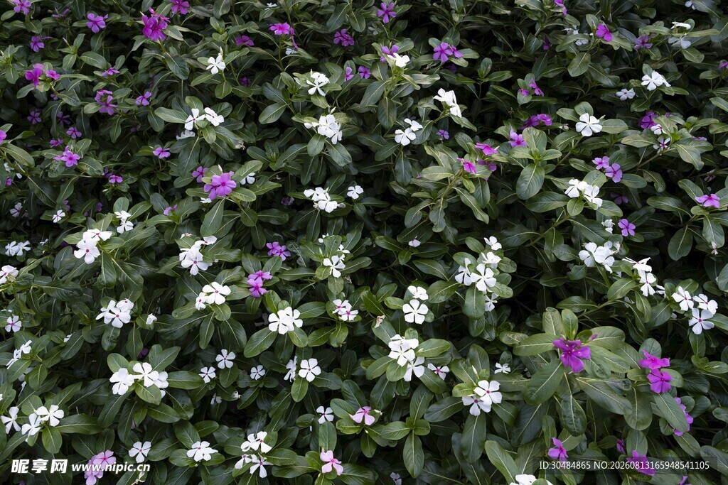 繁茂花丛中的长春花