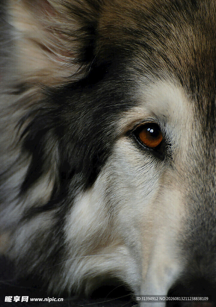 阿拉斯加犬特写