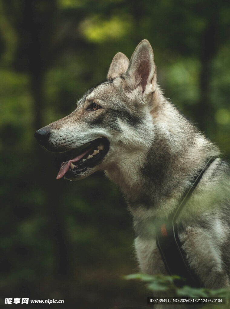 森林中的帅气狼犬