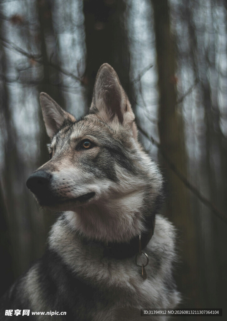 森林中的帅气狼犬