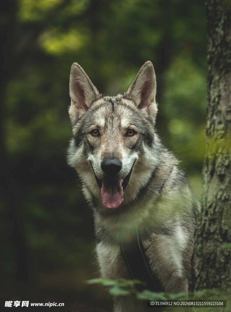 森林中咧嘴笑的帅气狼犬