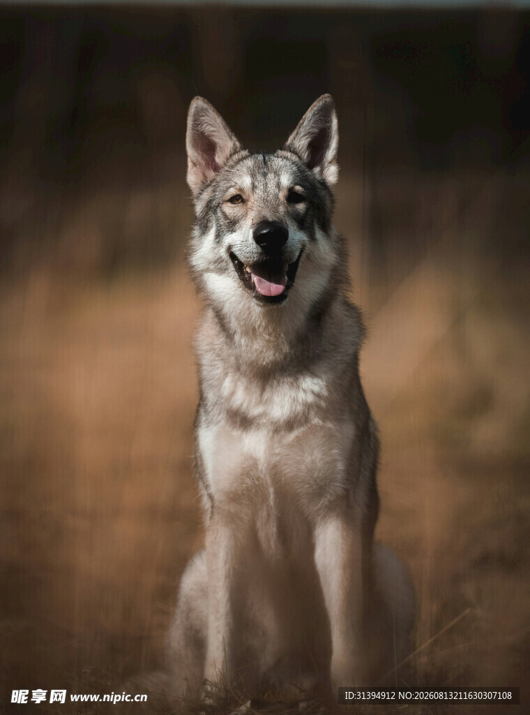 草原上的帅气狼犬