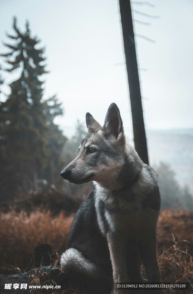 户外的孤独狼犬