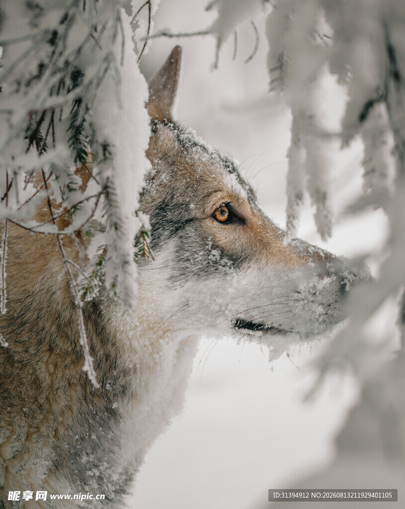 雪地中的狼