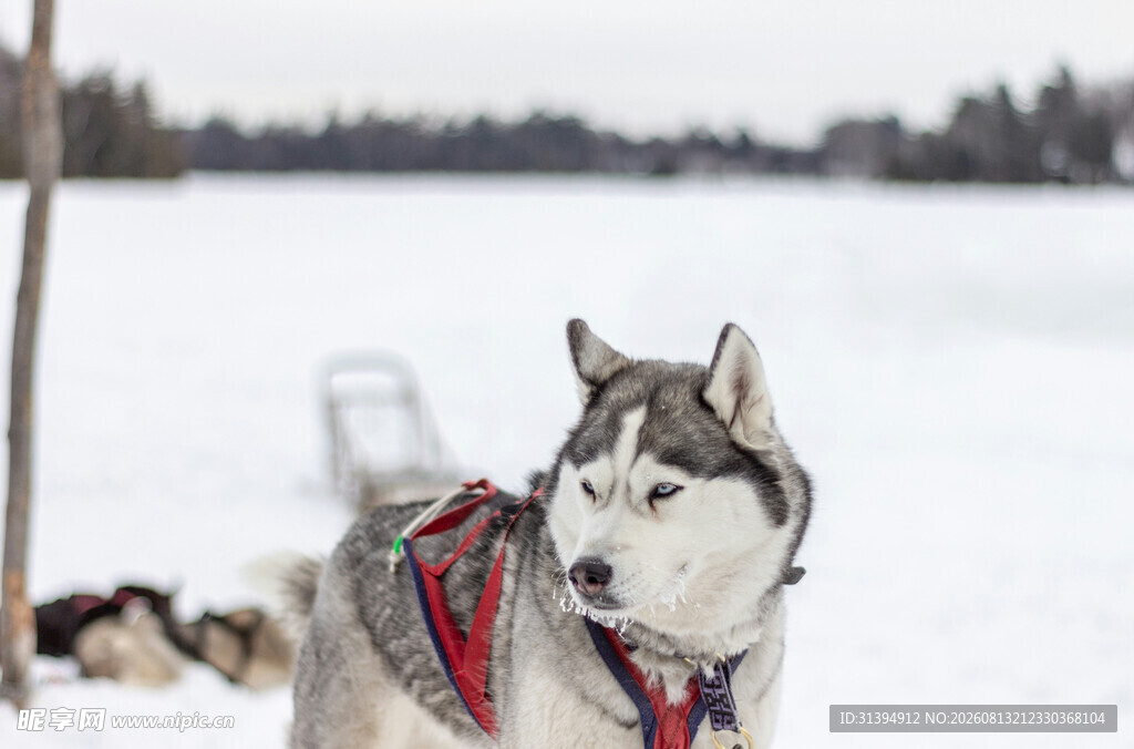 雪地中的哈士奇雪橇犬
