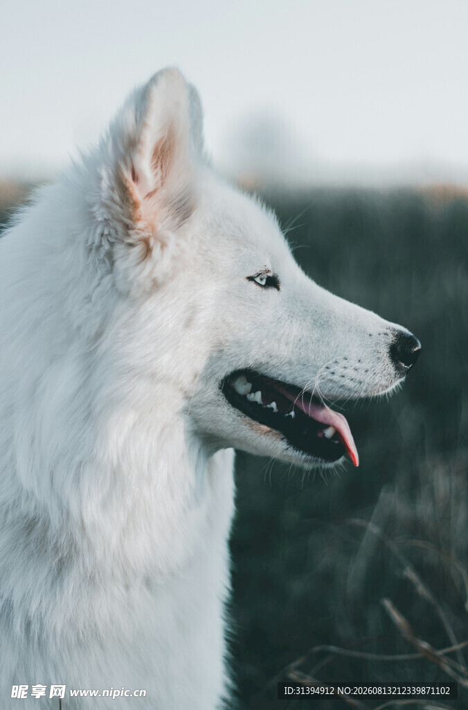 白色牧羊犬户外侧颜